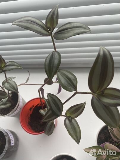 Традесканции сортовые, комнатные цветы