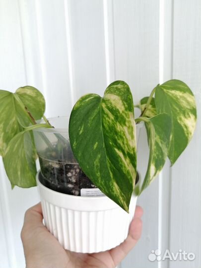 Сциндапсус Золотой дракон