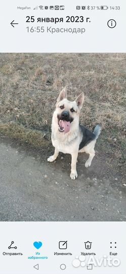 Восточно европейская овчарка для вязки Бесплатно