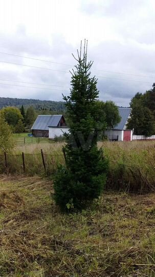 Участок 25 сот. (ИЖС)