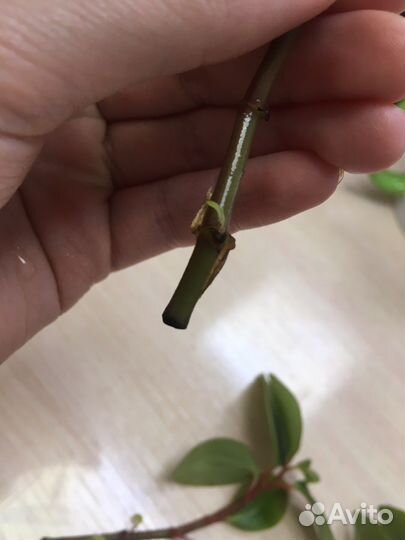 Пеперомия растение