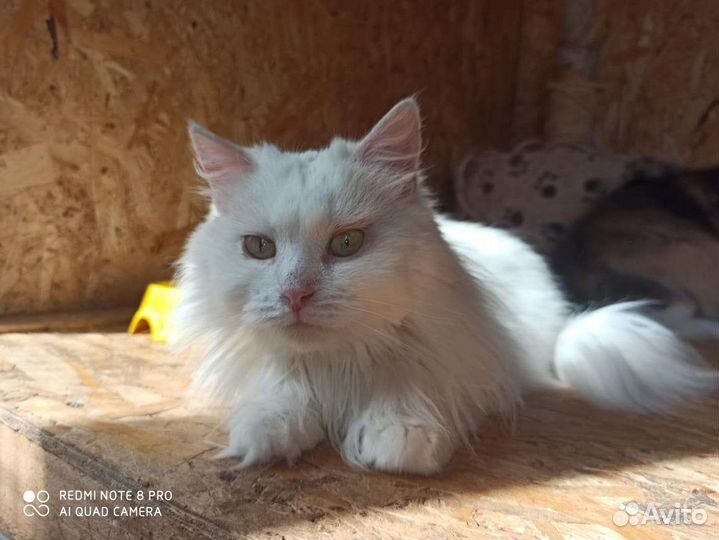 Шикарная белая кошка для хороших людей