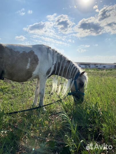 Шетлендский пони