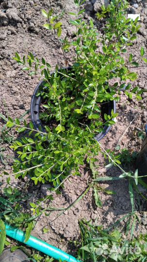 Декоративные кустарники 5 видов