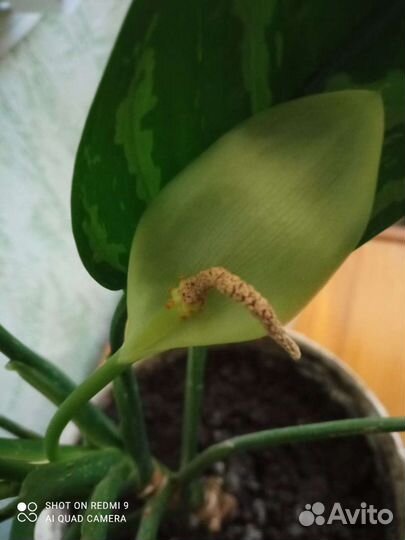 Растения комнатные