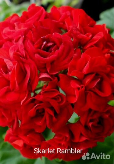 Пеларгония герань