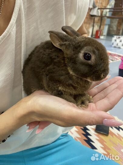 Крольчата карликовые рекс