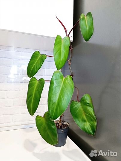 Редкие и экзотические растения 2