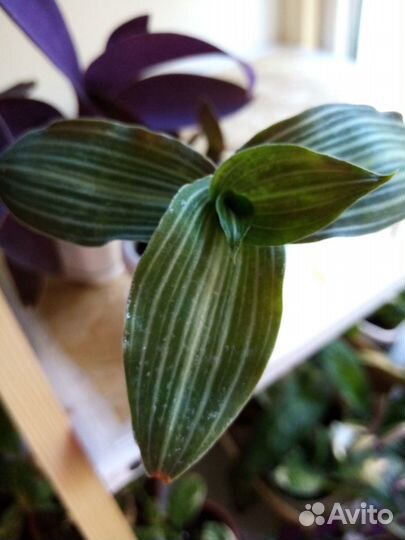 Традесканция и коллизия