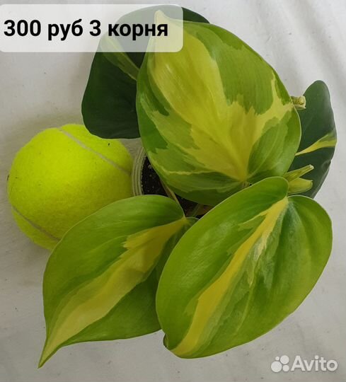 Филодендрон сканденс бразил