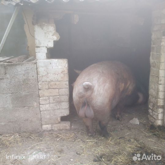 Хряк на племя