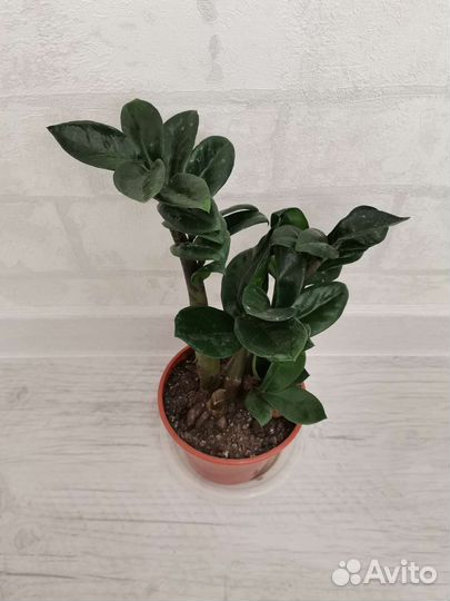 Замиокулькас равен, зензи (женское счастье)