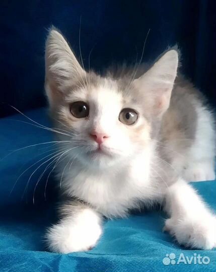 Котёнок Лилу