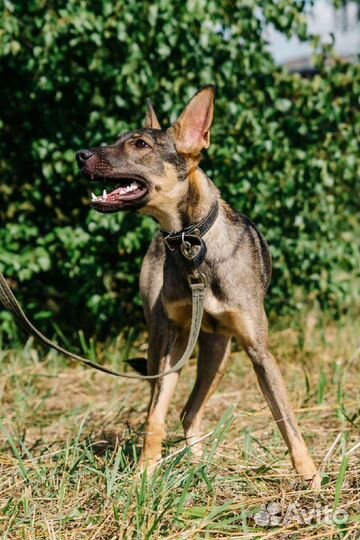 Ясик ждет вас в приюте, сделай его счастливым