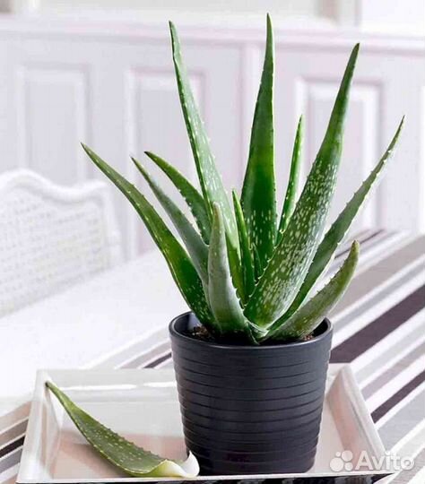 Алоэ и каланхоэ лечебные