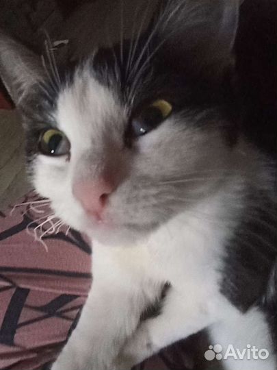 Кошка в дар бесплатно