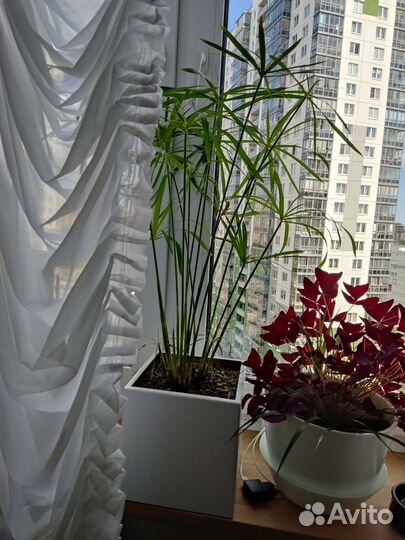 Циперус папирус