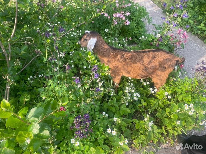 Молодой нубийский козлик