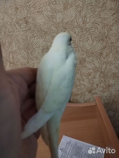 Птенцы редкого окраса волнистого попугая