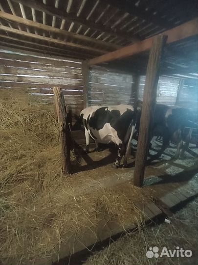 Корова дойная
