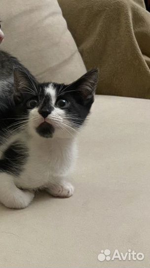Котенок 2 месяца