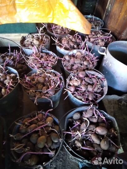 Семенной картофель