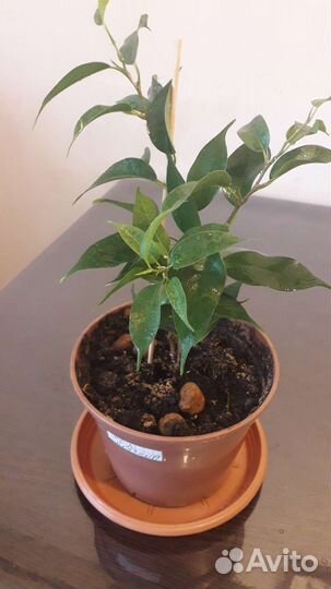 Фикус Наташа