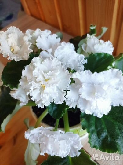 Фиалки и герань