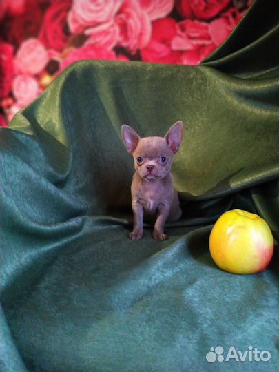 Сиреневые девочки