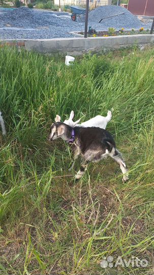 Козлята