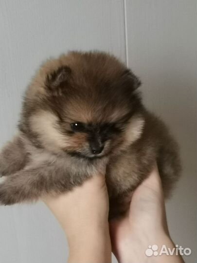 Шпиц мишка мини малышка