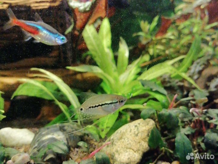 Гурами жемчужный