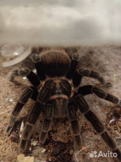 Паук птицеед