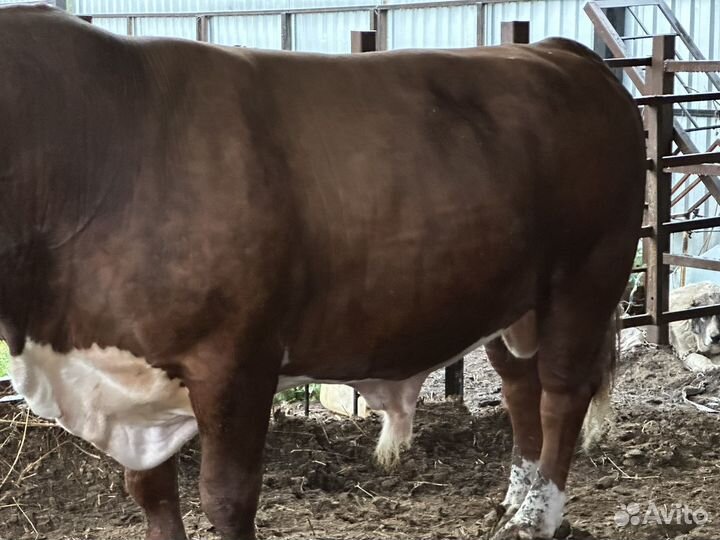 Бычки и быки на мясо