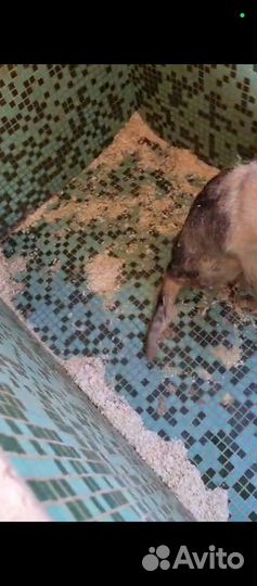 Мила, собачка-инвалид