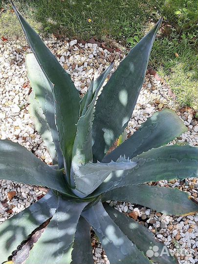 Американская агава