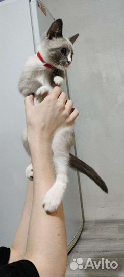 Нашлась кошка