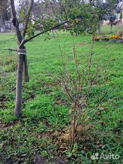 Саженцы вишни и сливы