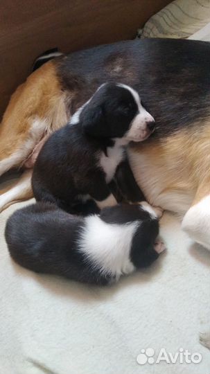 Щенок в дар бесплатно