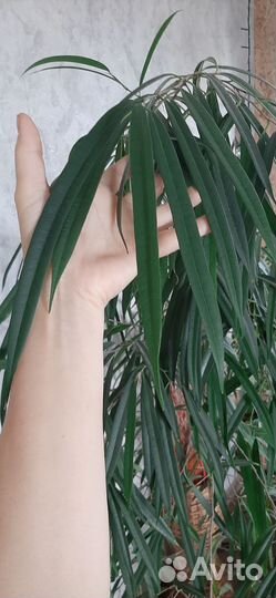 Фикусы - крупномеры