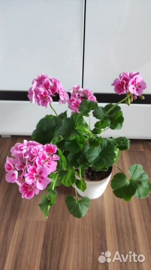 Пеларгония, Герань