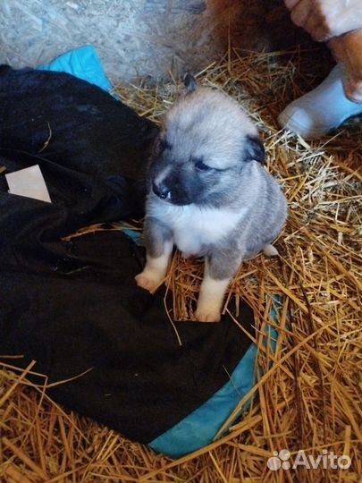 Собаки щенки