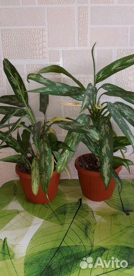 Комнатные цветы