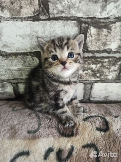 Шотландские котята