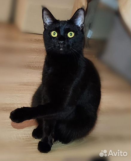 Кошка метис мейн куна в дар