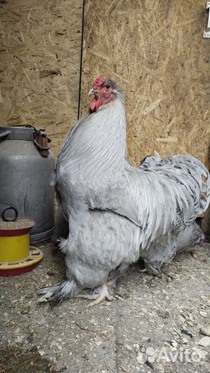 Цыплята брама колумбийская,лаванда