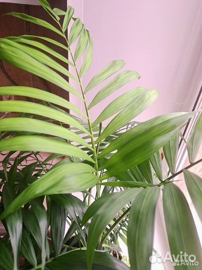 Пальма хамедорея