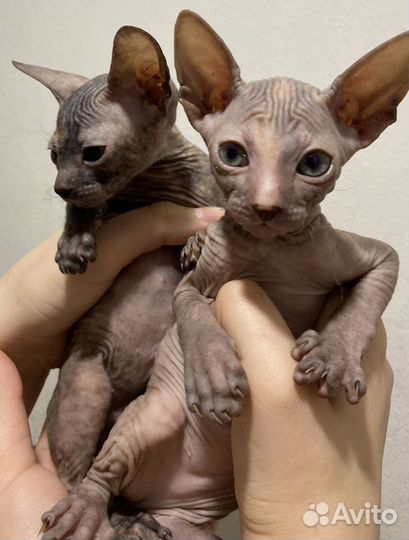 Донской сфинкс котята