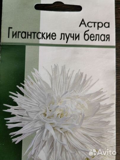 Рассада цветов