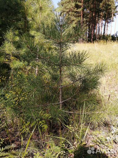 Сосна, берёза с доставкой